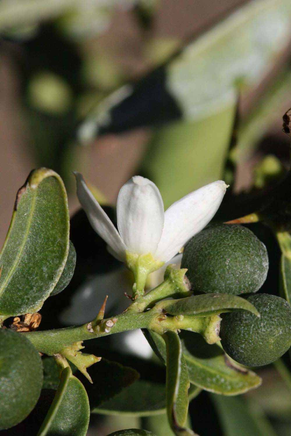              Flower (Riverside, CA)       